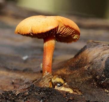 Breitblättriger Flämmling, Foto 3