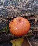 Breitblättriger Flämmling, Foto 10