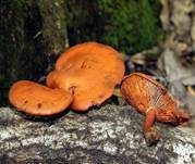 Breitblättriger Flämmling, Foto 11