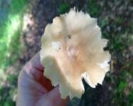 Breitblättriger Holzrübling, Foto 18