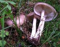 Breitblättriger Holzrübling, Foto 20