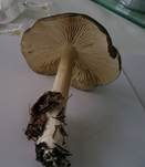 Breitblättriger Holzrübling, Foto 21