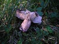 Breitblättriger Holzrübling, Foto 23