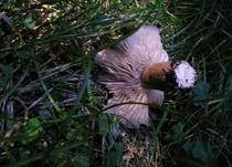 Breitblättriger Holzrübling, Foto 26