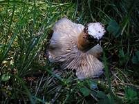 Breitblättriger Holzrübling, Foto 30