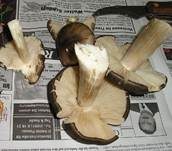Breitblättriger Holzrübling, Foto 33
