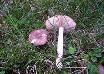 Breitblättriger Holzrübling, Foto 34