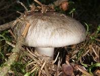 Breitblättriger Holzrübling, Foto 35