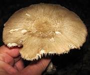 Breitblättriger Holzrübling, Foto 37