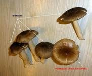 Breitblättriger Holzrübling, Foto 38
