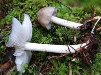 Breitblättriger Holzrübling, Foto 39