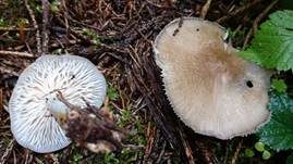 Breitblättriger Holzrübling, Foto 40