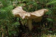 Breitblättriger Holzrübling, Foto 6