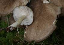 Breitblättriger Holzrübling, Foto 43