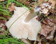 Breitblättriger Holzrübling, Foto 45