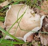 Breitblättriger Holzrübling, Foto 46
