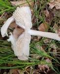 Breitblättriger Holzrübling, Foto 47