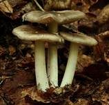 Breitblättriger Holzrübling, Foto 7