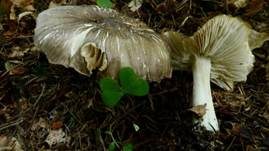 Breitblättriger Holzrübling, Foto 70
