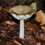 Breitblättriger Holzrübling, Foto 9