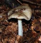Breitblättriger Holzrübling, Foto 10