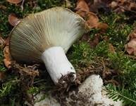 Breitblättriger Weißtäubling, Foto 26