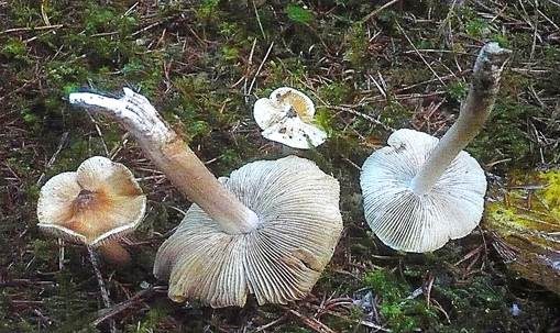 Breiter Risspilz, Foto 2