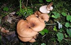 Aniszähling, Foto 31