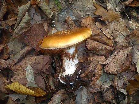Breitknolliger Klumpfuß, Foto 2