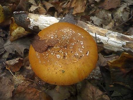 Breitknolliger Klumpfuß, Foto 3