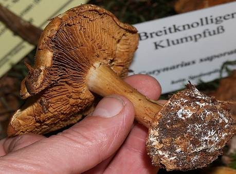 Breitknolliger Klumpfuß, Foto 4