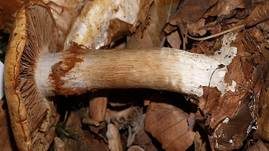 Breitknolliger Klumpfuß, Foto 5