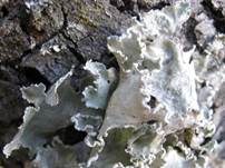 Breitlappige Blattflechte, Foto 10