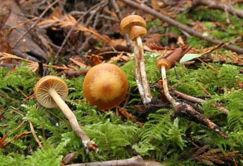 Breitsporiger Häubling, Foto 2