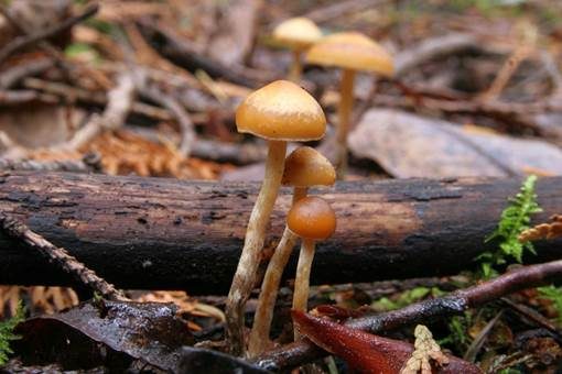 Breitsporiger Häubling, Foto 3