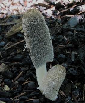 Breitsporiger Kohlentintling, Foto 2