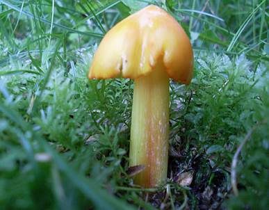 Breitsporiger Saftling, Foto 2