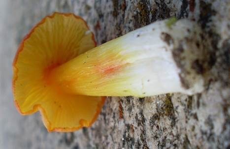 Breitsporiger Saftling, Foto 3