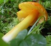 Breitsporiger Saftling, Foto 13