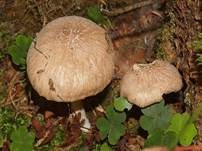 Brennender Rübling, Foto 17