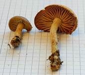 Brennender Rübling, Foto 8