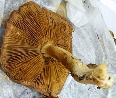 Brotgeruchklumpfuß, Foto 3