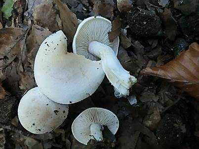 Bruchstielfälbling, Foto 2