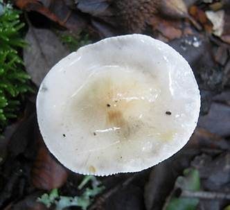 Bruchstielfälbling, Foto 5