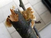 Buchenader-Zähling, Foto 18