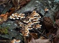 Buchenader-Zähling, Foto 21