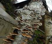 Buchenader-Zähling, Foto 26
