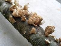Buchenader-Zähling, Foto 33