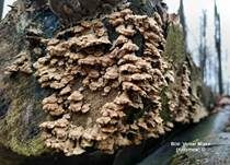 Buchenader-Zähling, Foto 37