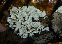 Buchenader-Zähling, Foto 40